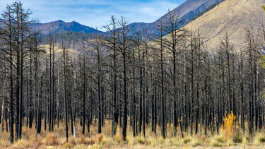 Burned ponderosa pine forest after a wildfire in Northern Arizona. Credit: Beata Whitehead / Getty Images.