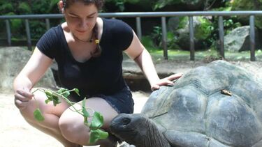 An image of a giant tortoise