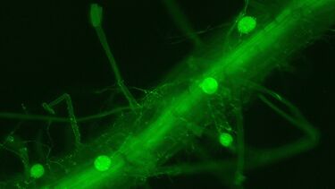 An image of a root under a microscope