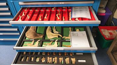 Image of the Extensive modern mammal skeleton reference collection