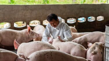 A man kneeling surround by pigs.