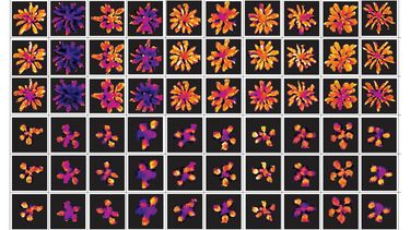 Thermal image of plants