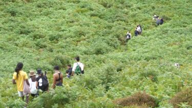 Groups of people walking through thick shrubbery