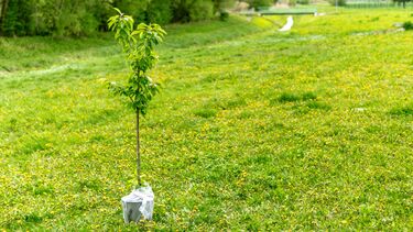 A tree in a pot stands ready to be planted in a field