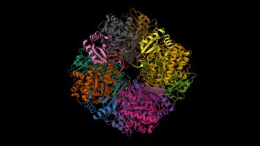 The molecular structure of the protein Rubisco 