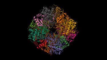 The molecular structure of the protein Rubisco