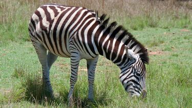 A zebra grazes in a back garden