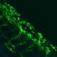 Zebrafish