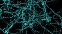 Neurons