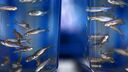 Zebrafish in two tanks facing each other. 