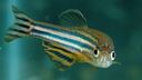 Zebrafish