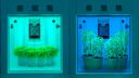 small plant growth chamber with green plants growing inside