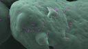 Individual bacteria on a Nylon-12 surface