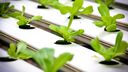 Lettuce growing under artificial light