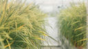 Rice plants