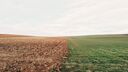 A field half mud and half grassed