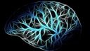 Brain Anatomy