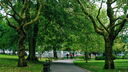 A park with trees
