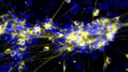 Enteric neurons