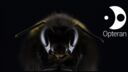 SR - Opteran