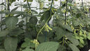 news - beans