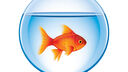 Goldfish