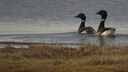 Brant geese