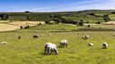 A photo of sheep grazing in a field