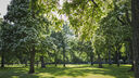 A picture of trees in a park