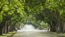 An empty road lined with trees