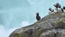 Photo of seabirds on rocks watching waves