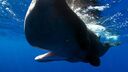 An image of a whale underwater with its mouth open