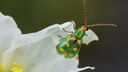 Beetle eating a flower