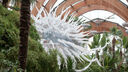 Ecoli in Winter Garden