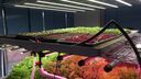 An example of a hydroponics growing system to grow crops like lettuce, it shows rows of plants being grown on shelves.