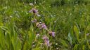 An image of a bee on an orchid close to some houses
