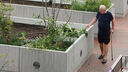 An elderly man with a cane touching a plant in a large planter between paths