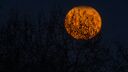 A large red moon with silhouette of trees