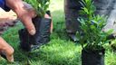 A close-up photo of some hands planting small plants in the ground