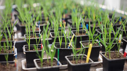 Plants