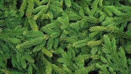 Pine needles 