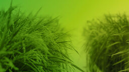 Crops