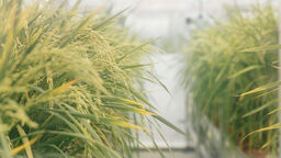 Greenery in a greenhouse. 