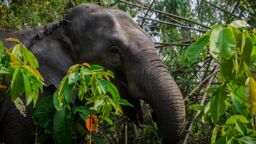 Elephant in bush