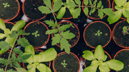 Potted plants