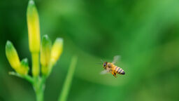 Honeybee