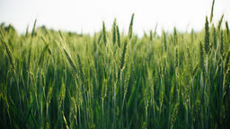 Wheat
