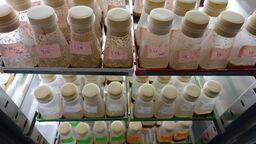 fruit flies being fed rich or restricted diets