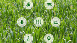 Concept for agritech showing graphic display with smart farm icons over a background of crops in a field.