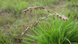 Wild grass